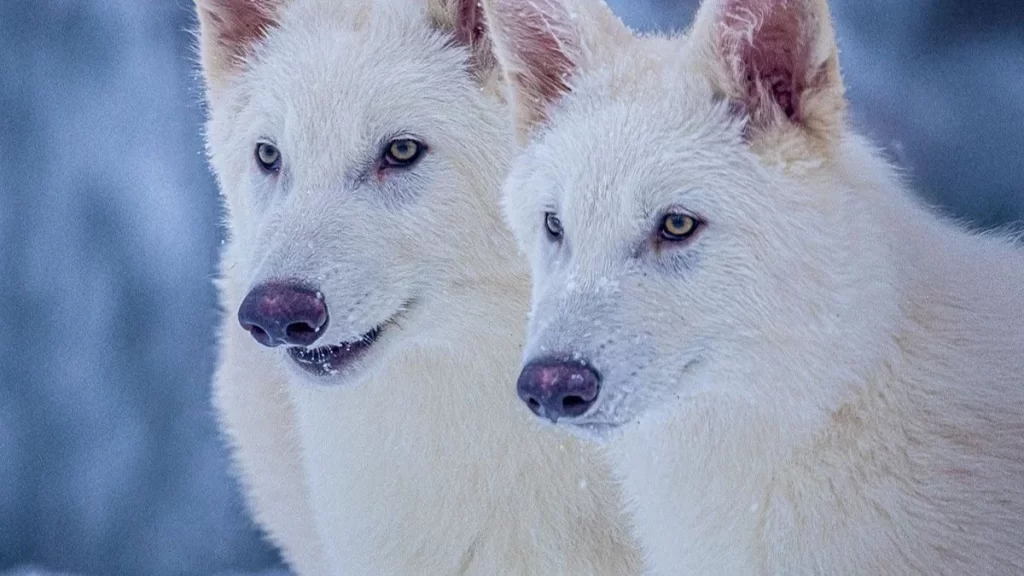 12,500 साल बाद लौटा डायर वुल्फ विज्ञान की जीत या प्रकृति से खिलवाड़? Dire wolf